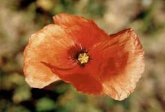 Long-headed Poppy (Papaver dubium)