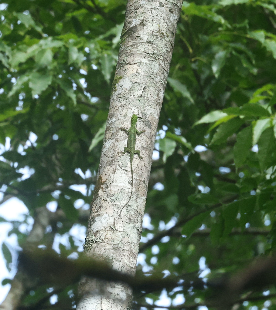 Draco boschmai (Draco boschmai)
