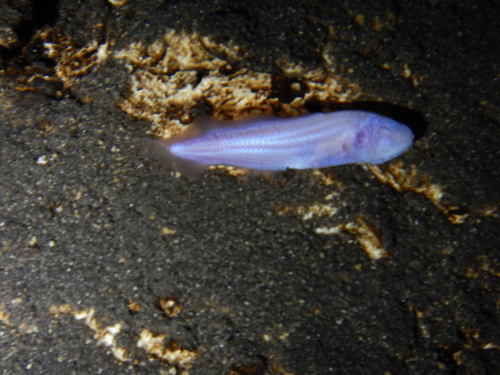 Mexican Blind Brotula