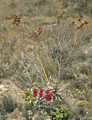 Eriogonum grande rubescens