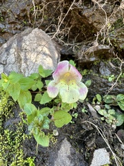 Mimulus naiandinus (Erythranthe naiandina)