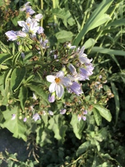 Solanum bonariense