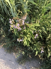 Solanum bonariense