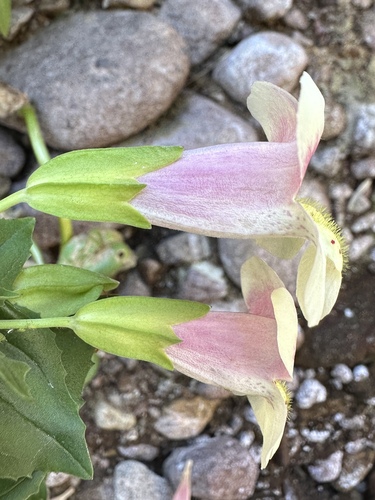 Erythranthe naiandina, photograph 5