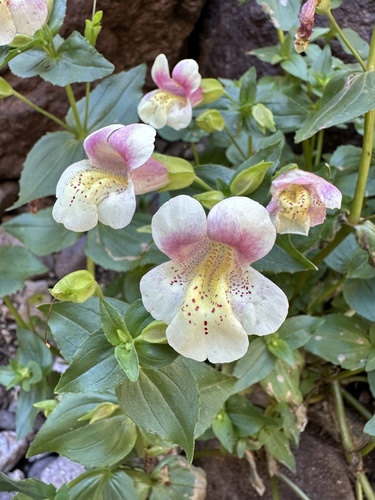 Erythranthe naiandina, photograph 3