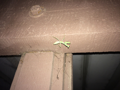 Mantodea