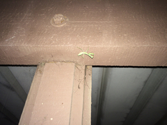 Mantodea