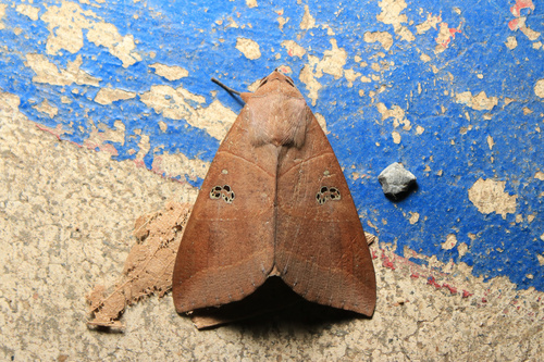 Yellow Underwing