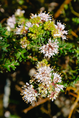 Agathosma ovata