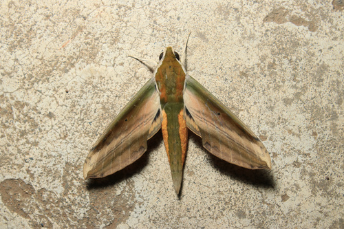 Yam Hawkmoth