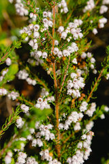 Erica canescens