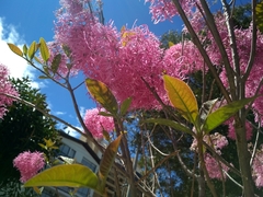 Chionanthus pubescens