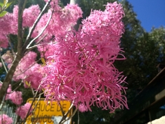Chionanthus pubescens