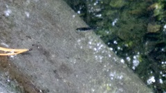 Gasterosteus aculeatus