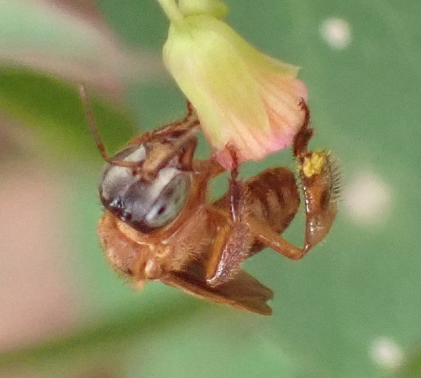 Gray-headed Stingless Bee