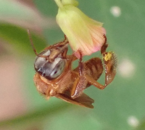Gray-headed Stingless Bee