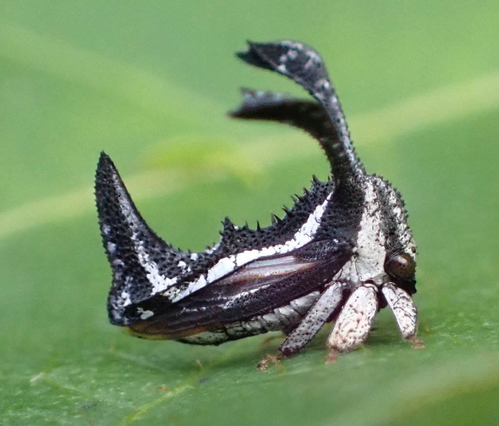 Notocera cruciata