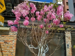 Chionanthus pubescens