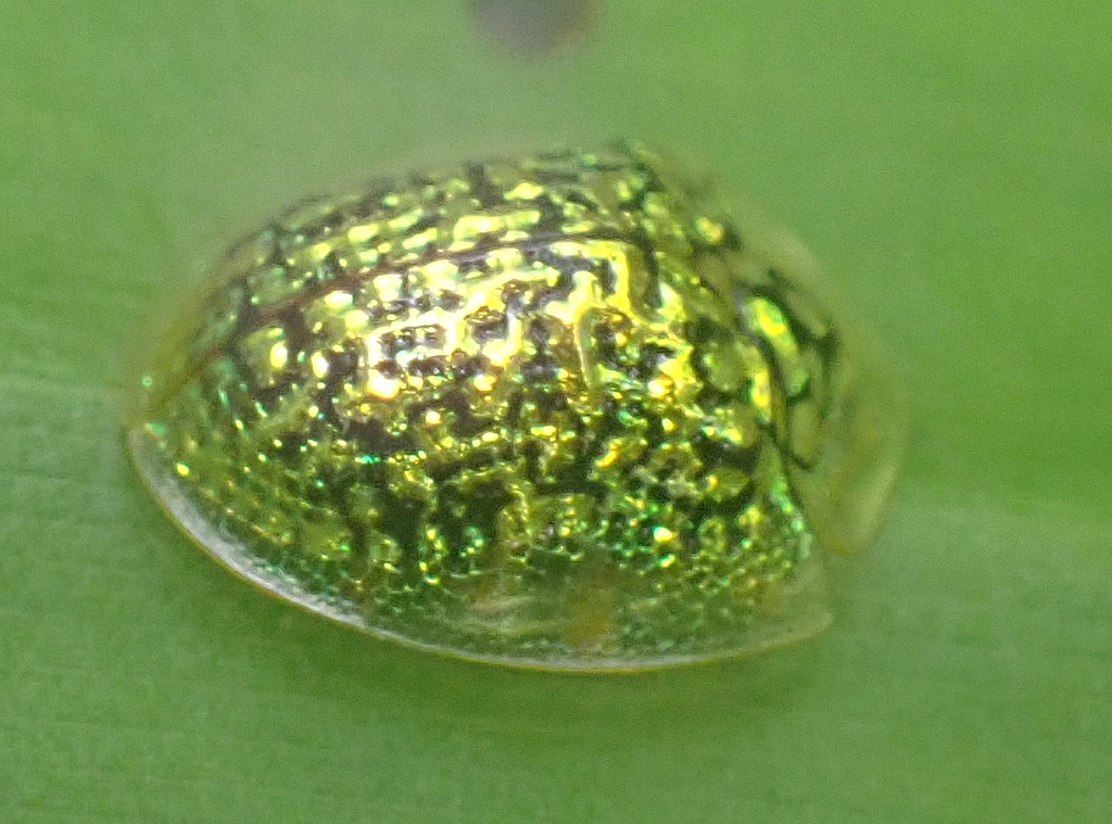 Microctenochira reticularis