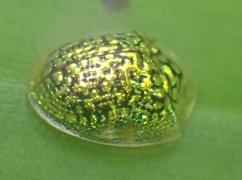Microctenochira reticularis