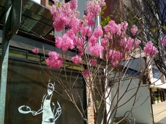 Chionanthus pubescens