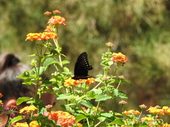 Papilio menatius victorinus