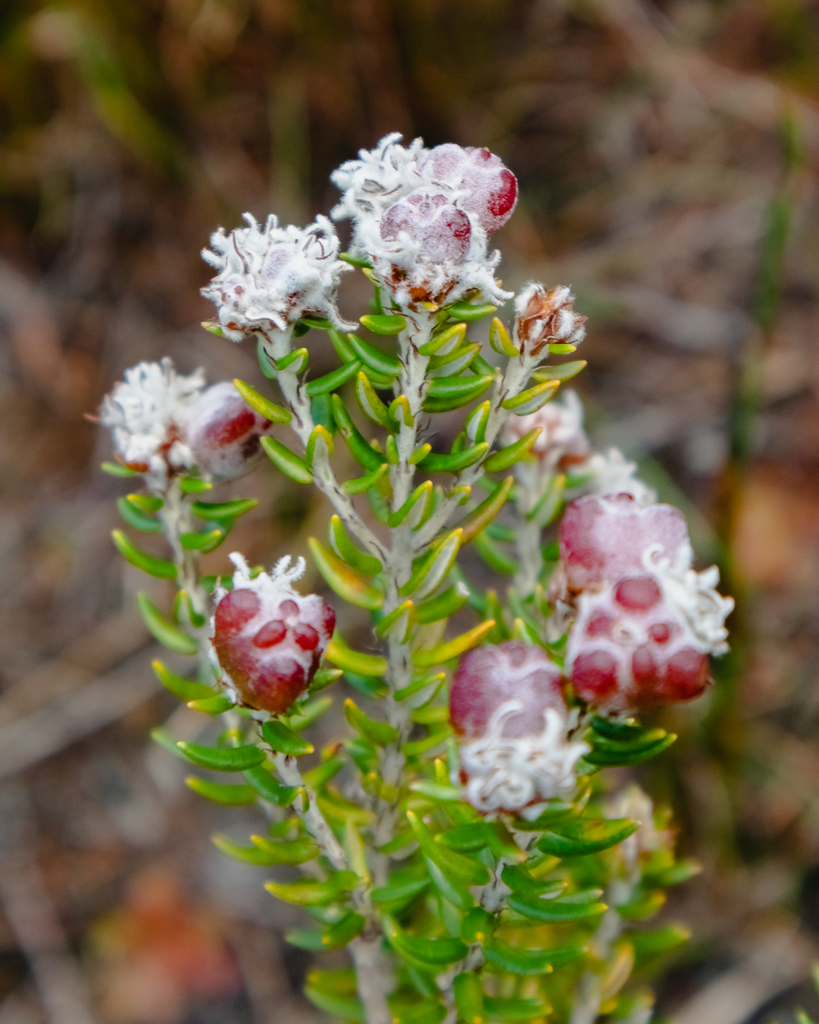 Phyliceae