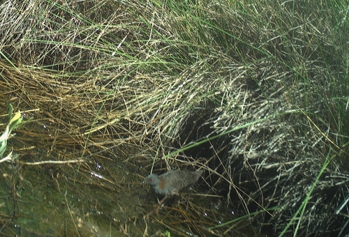 Black Rail (Laterallus jamaicensis), photo 4