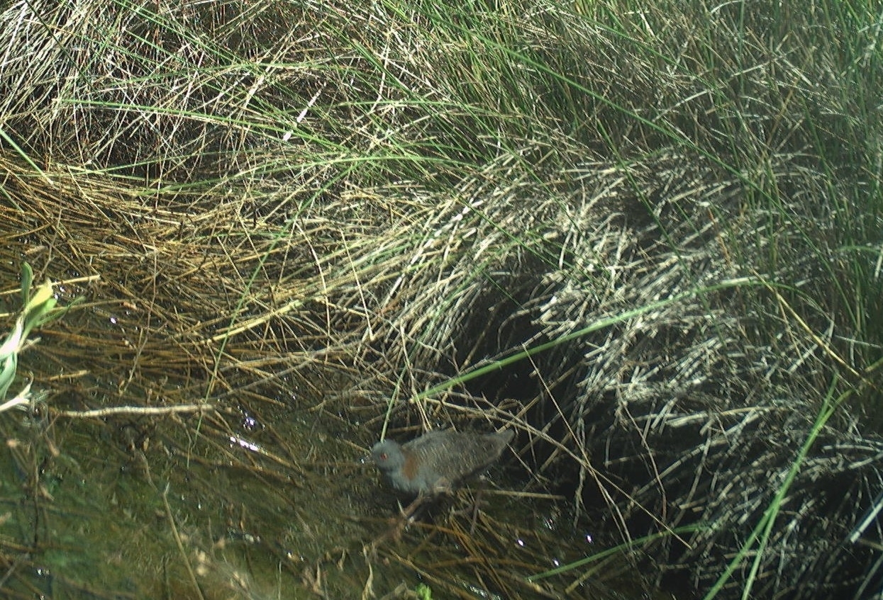 Black Rail (Laterallus jamaicensis), photo 4