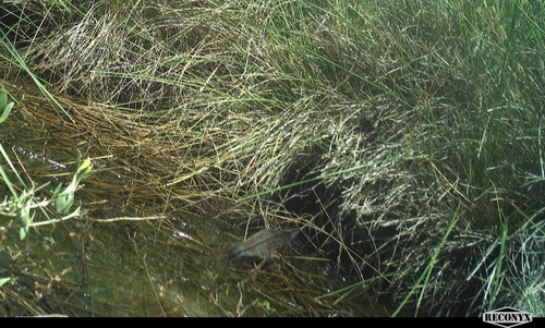 Black Rail (Laterallus jamaicensis), photo 5