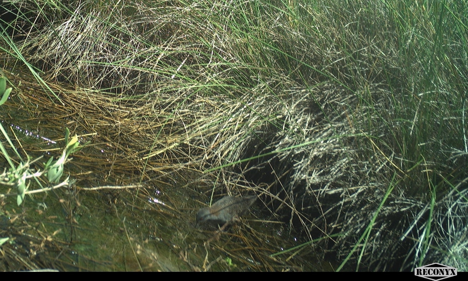 Black Rail (Laterallus jamaicensis), photo 5