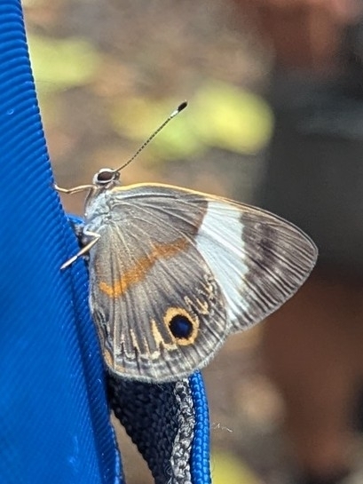 Euselasia andreae