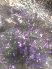 Chironia jasminoides