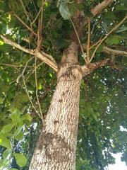 Terminalia catappa