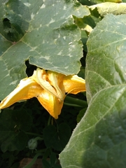 Cucurbita moschata