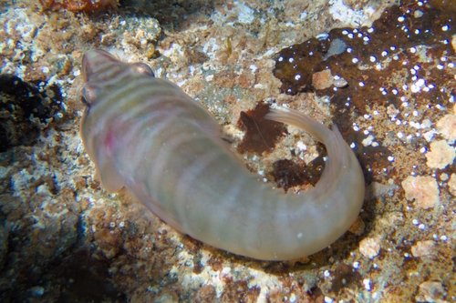 Tasmanian clingfish (Aspasmogaster tasmaniensis) — Gobiesocidae