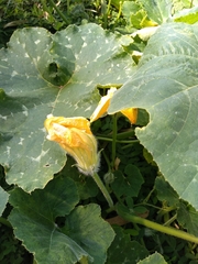 Cucurbita moschata