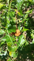 Disholcaspis spongiosa