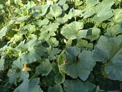 Cucurbita moschata