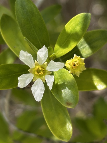 Pemphis acidula observed 2025-01-30