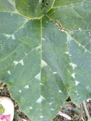 Cucurbita moschata