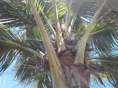 Cocos nucifera