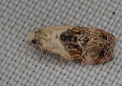 Cochylis