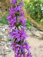 Lythrum salicaria