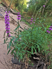 Lythrum salicaria