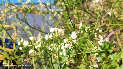 Image of Baccharis glutinosa by (c) Thomaz Ricardo Favreto Sinani, some rights reserved (CC BY)