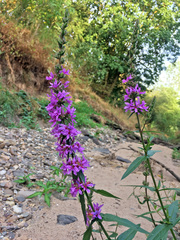 Lythrum salicaria