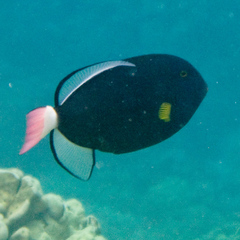 Melichthys vidua