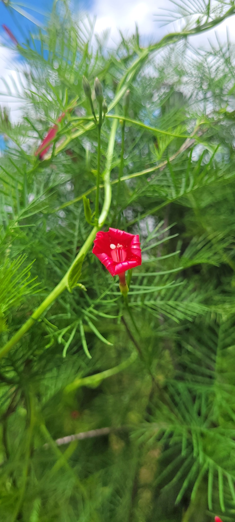 Ipomoea quamoclit