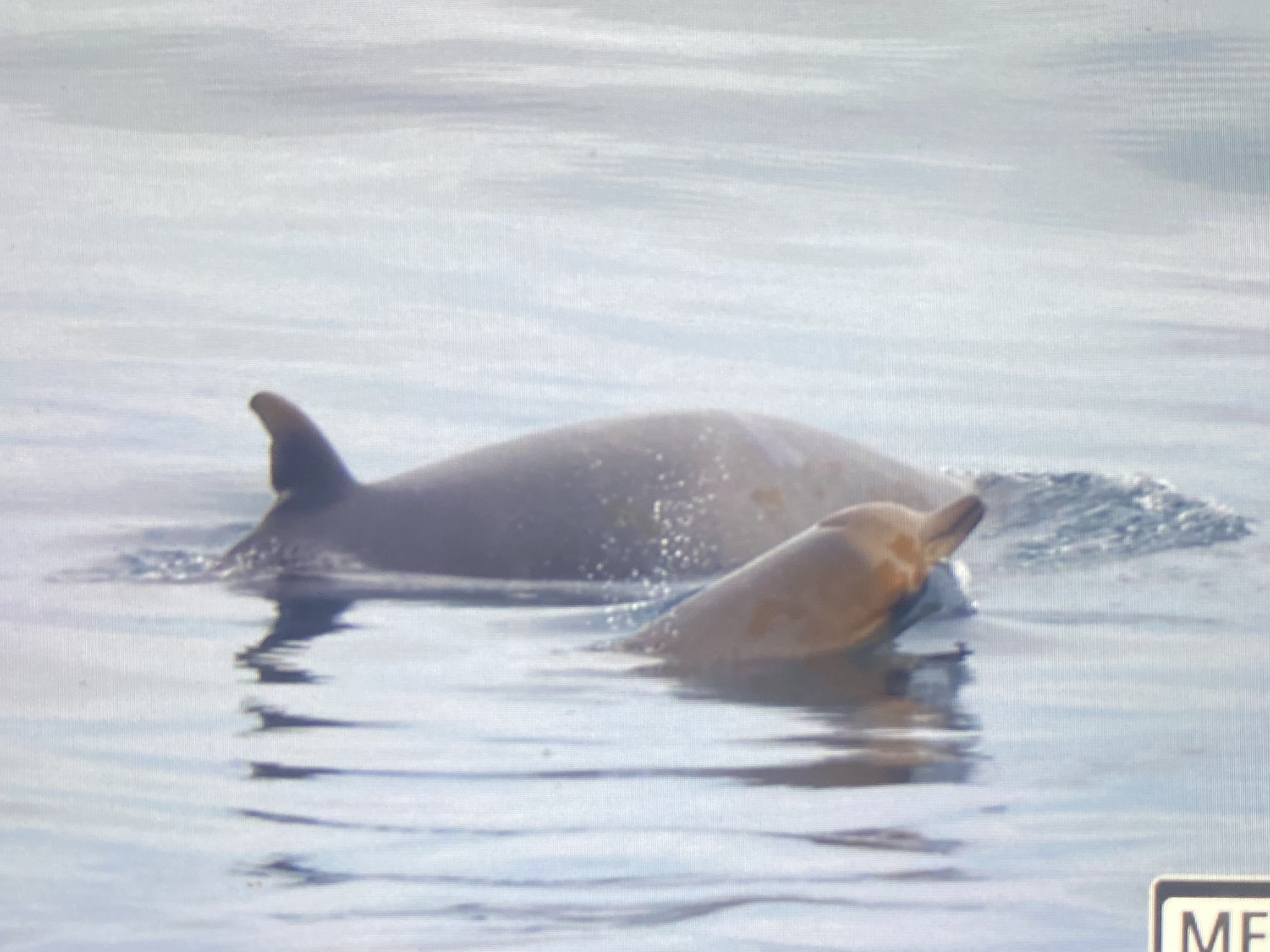 Mesoplodon layardii